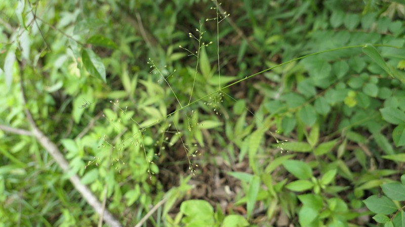 Panicum notatum photo 4