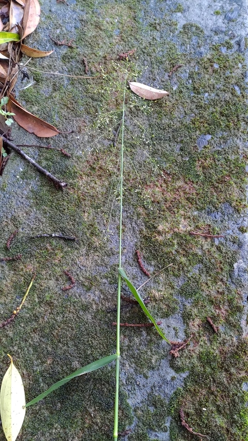 Panicum notatum photo 5