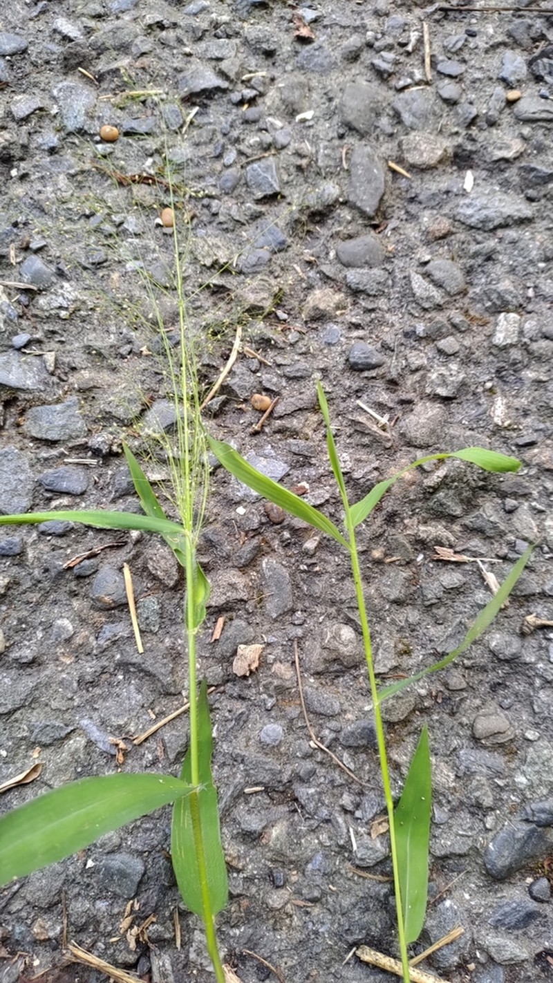 Panicum notatum photo 6