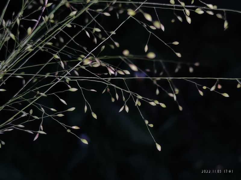 Panicum notatum photo 8