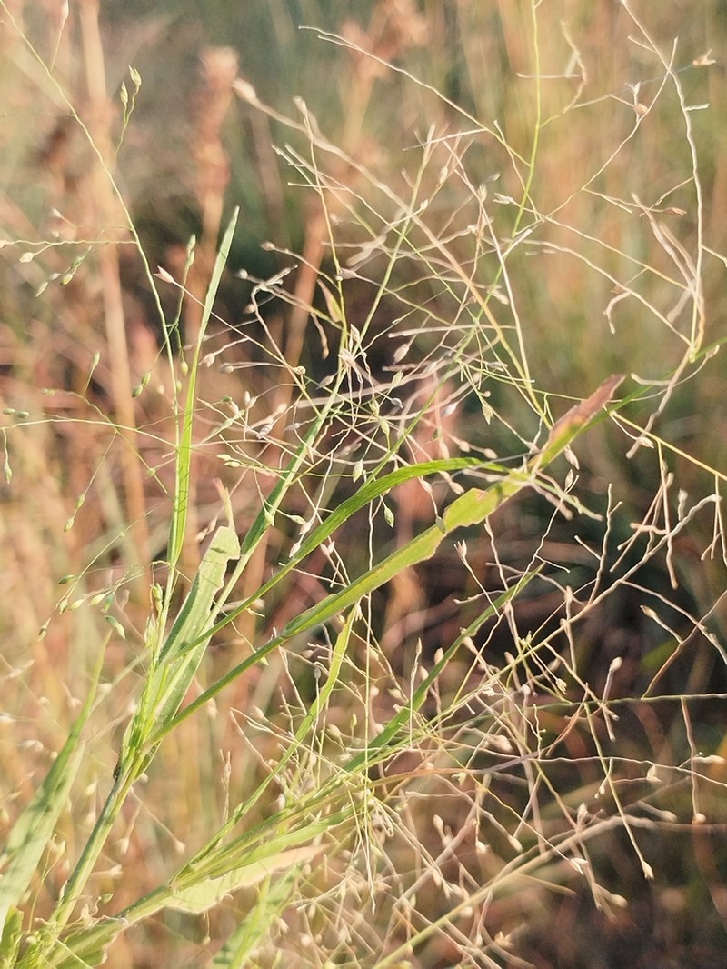 Panicum novemnerve