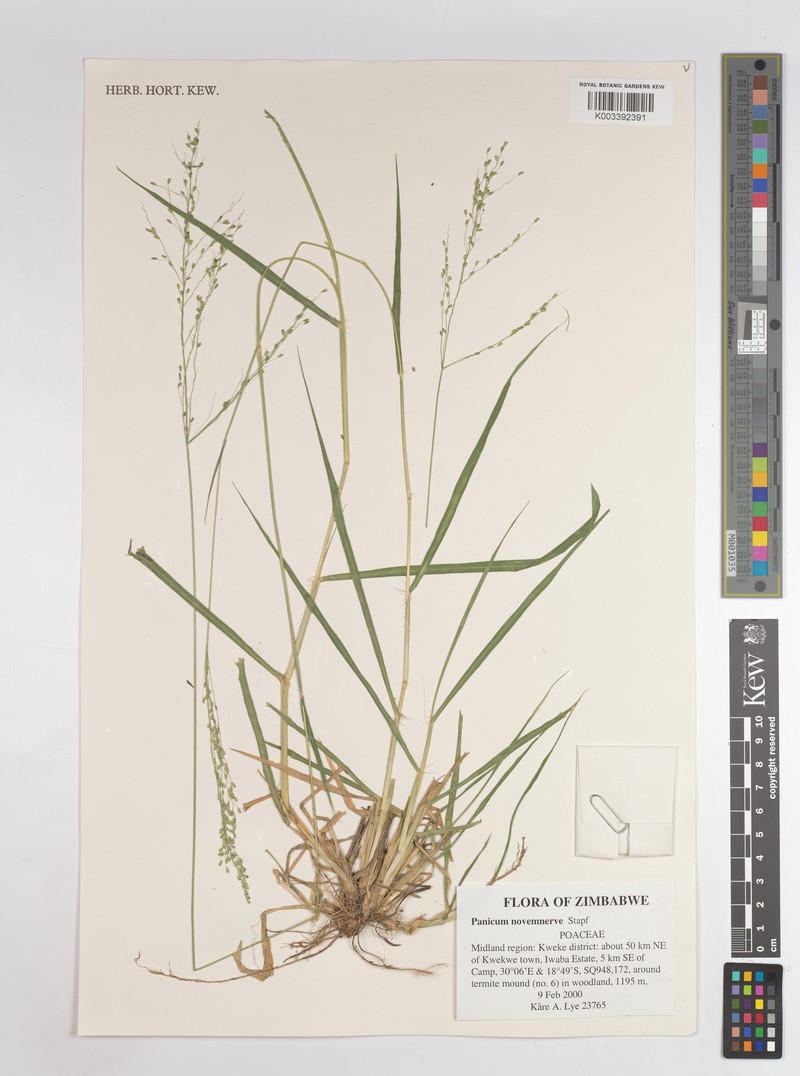 Panicum novemnerve photo 2