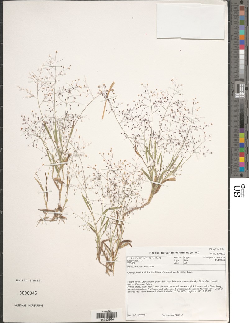 Panicum novemnerve photo 3