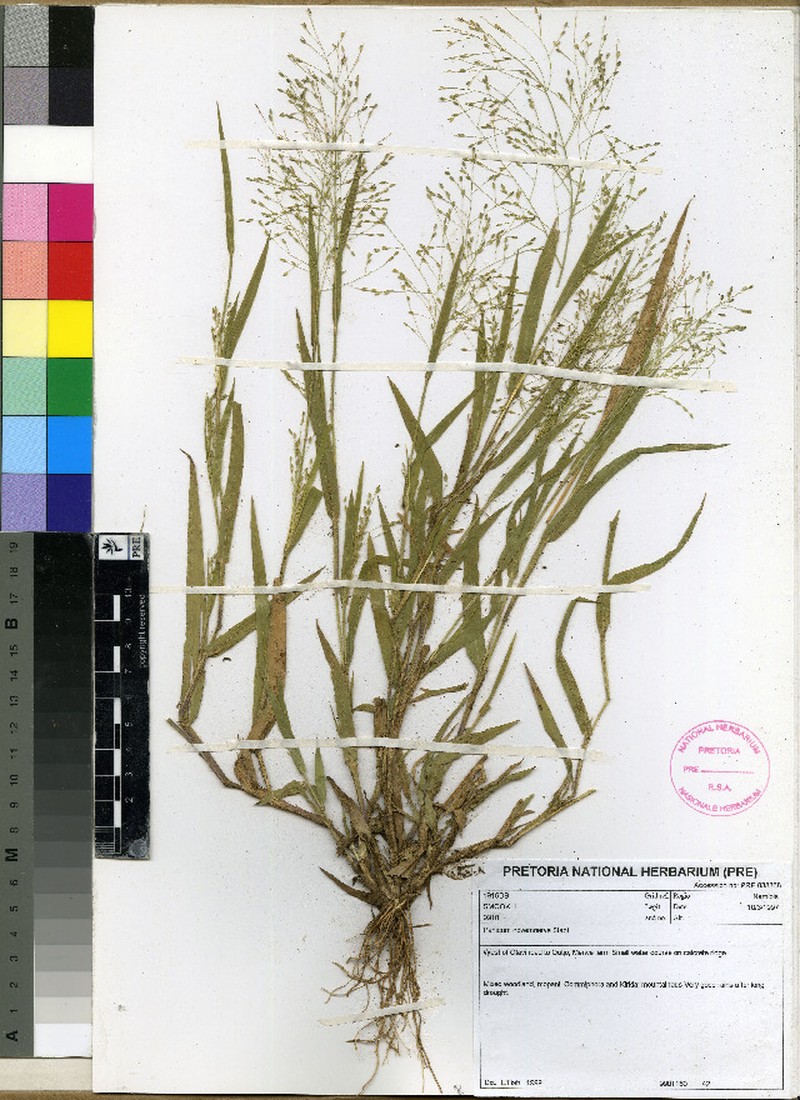 Panicum novemnerve photo 4