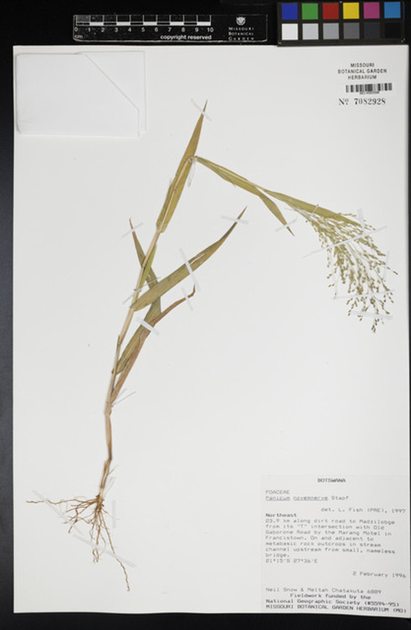 Panicum novemnerve photo 5