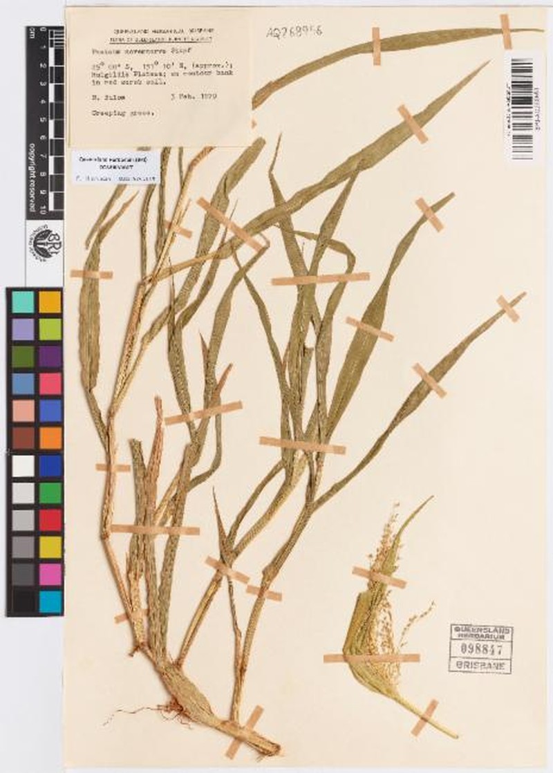 Panicum novemnerve photo 6