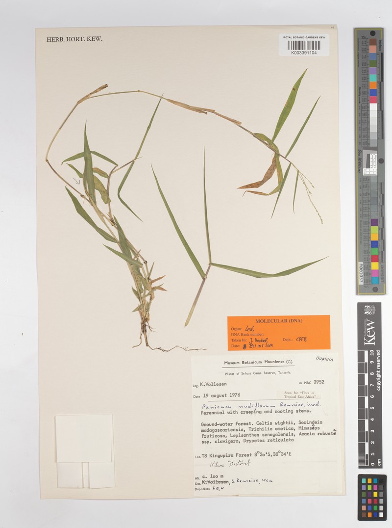 Panicum nudiflorum
