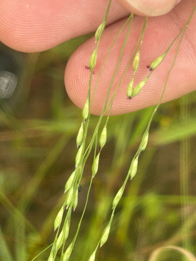 Panicum nullum