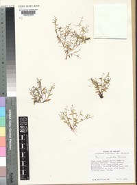 Panicum nymphoides