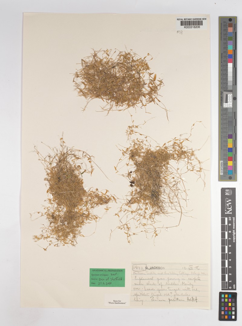 Panicum nymphoides photo 2