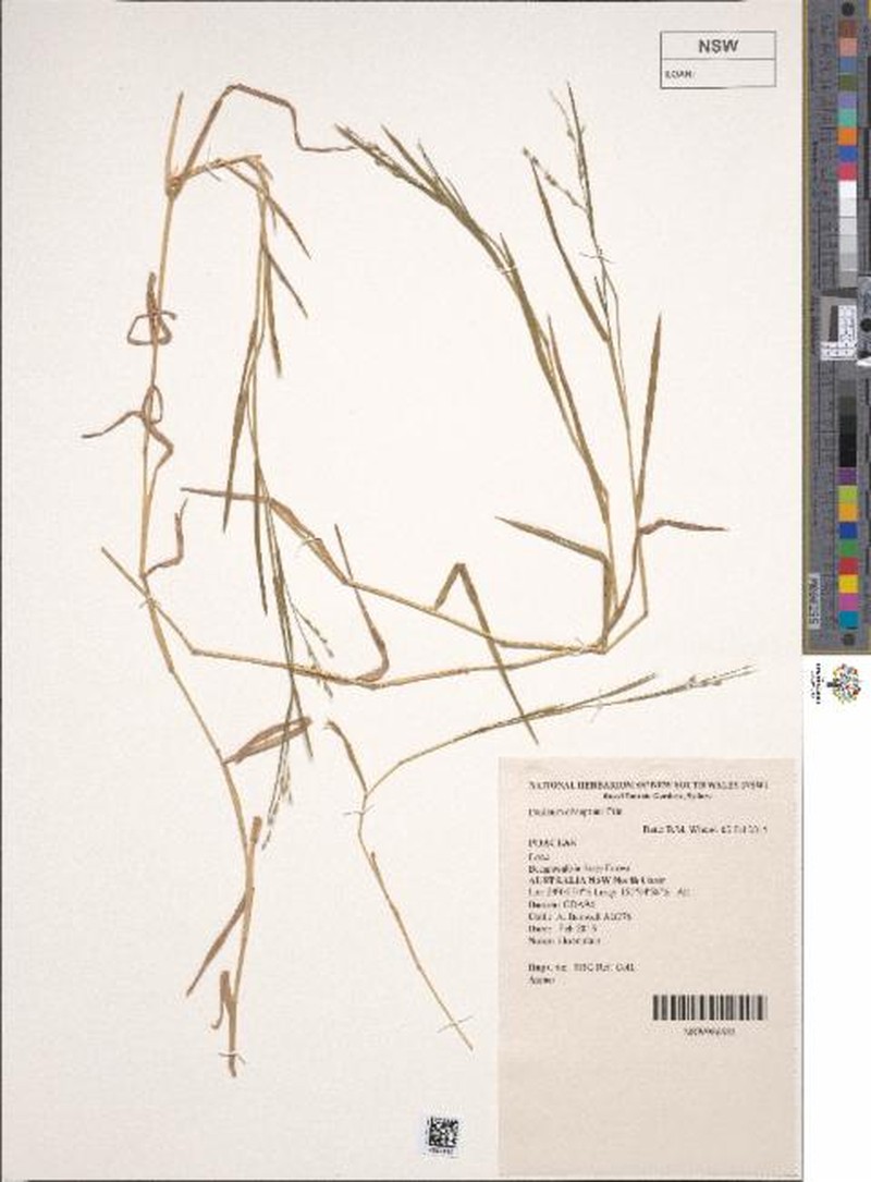 Panicum obseptum