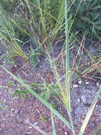 Panicum olyroides