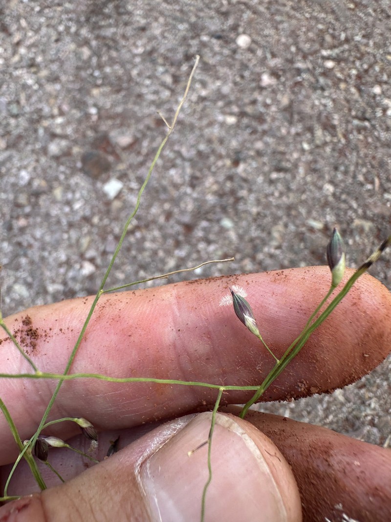 Panicum olyroides photo 3