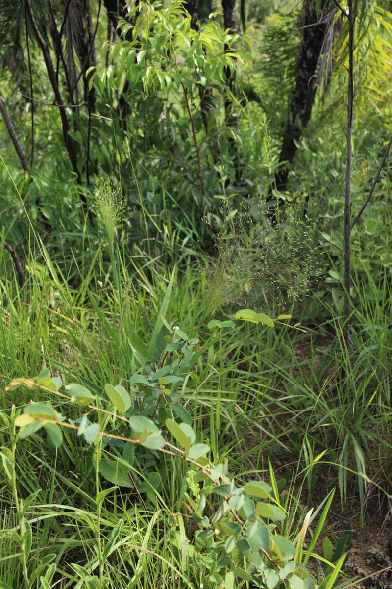 Panicum olyroides photo 4