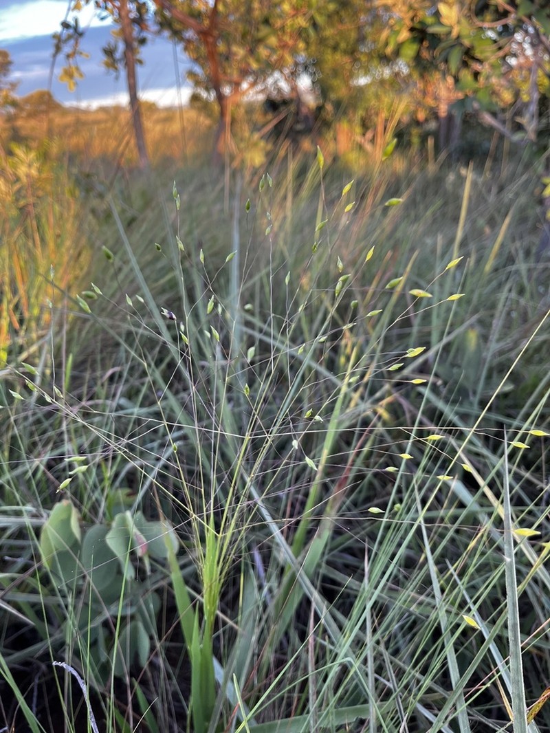 Panicum olyroides photo 5