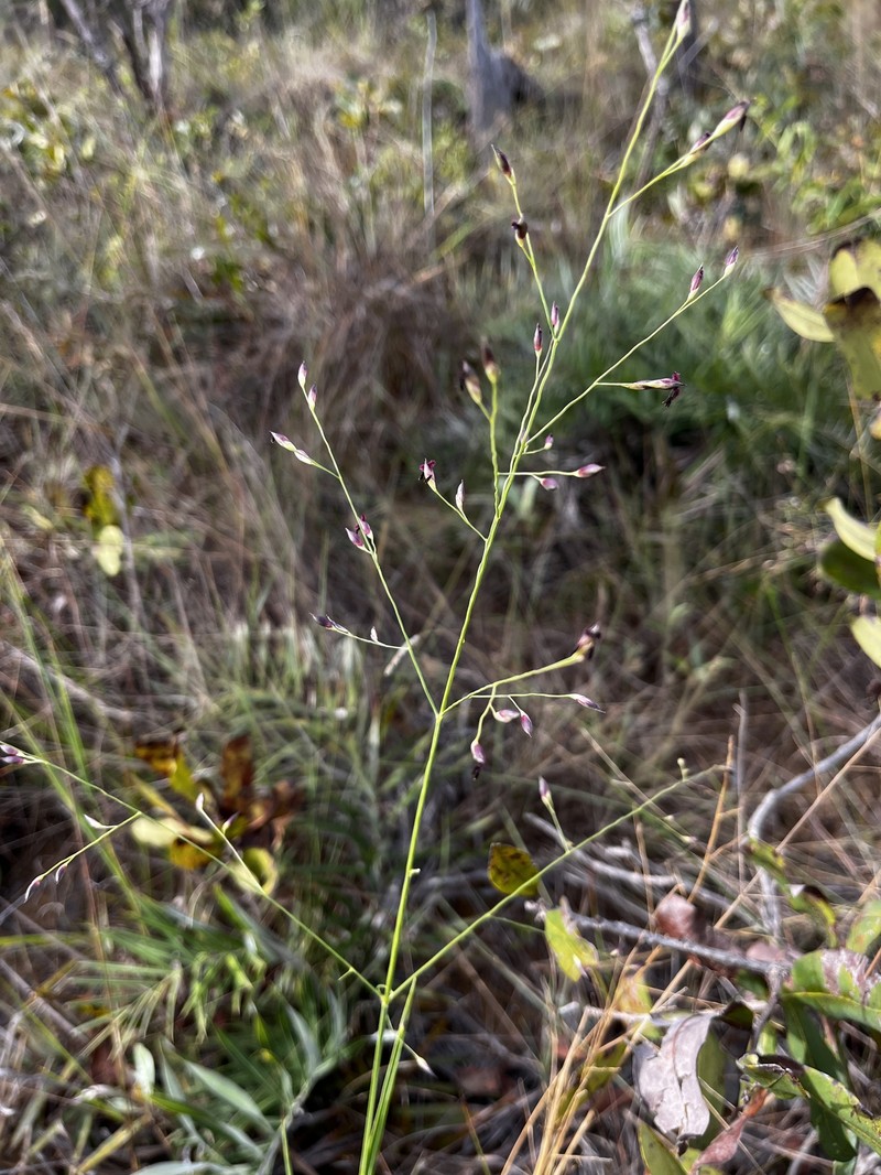 Panicum olyroides photo 7