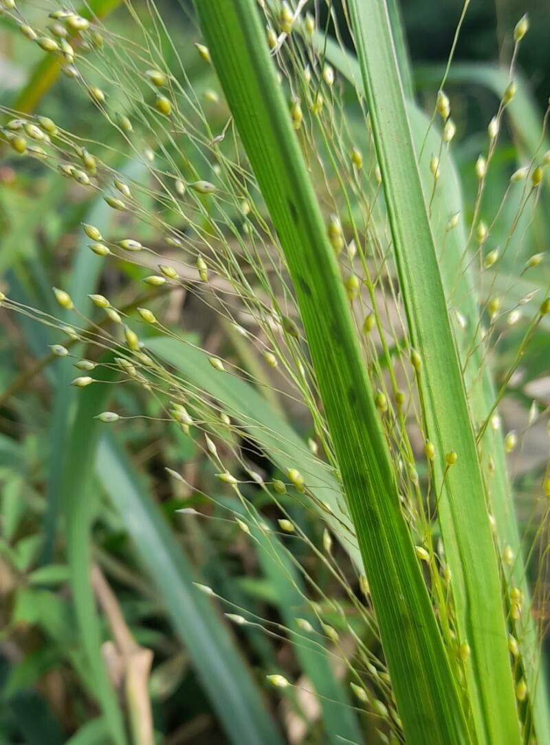 Panicum olyroides photo 8