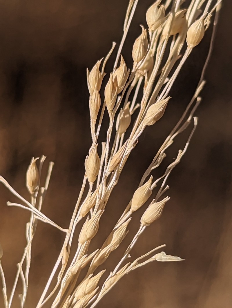 Panicum pampinosum