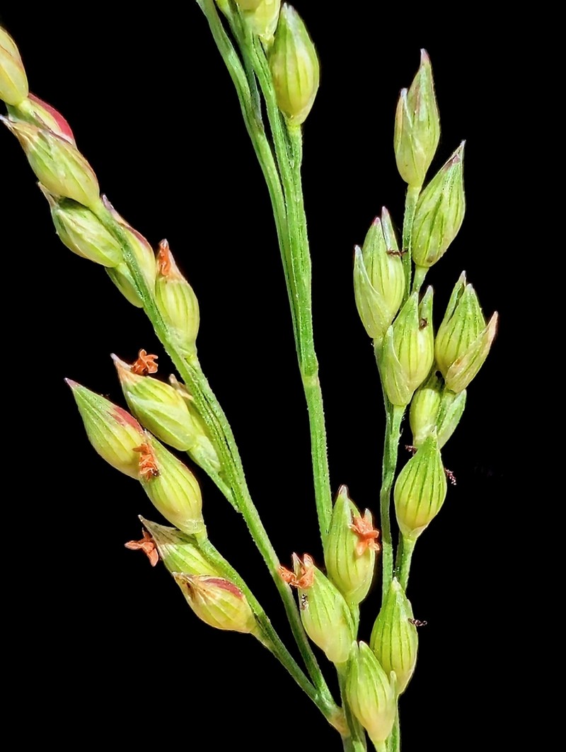 Panicum pampinosum photo 2