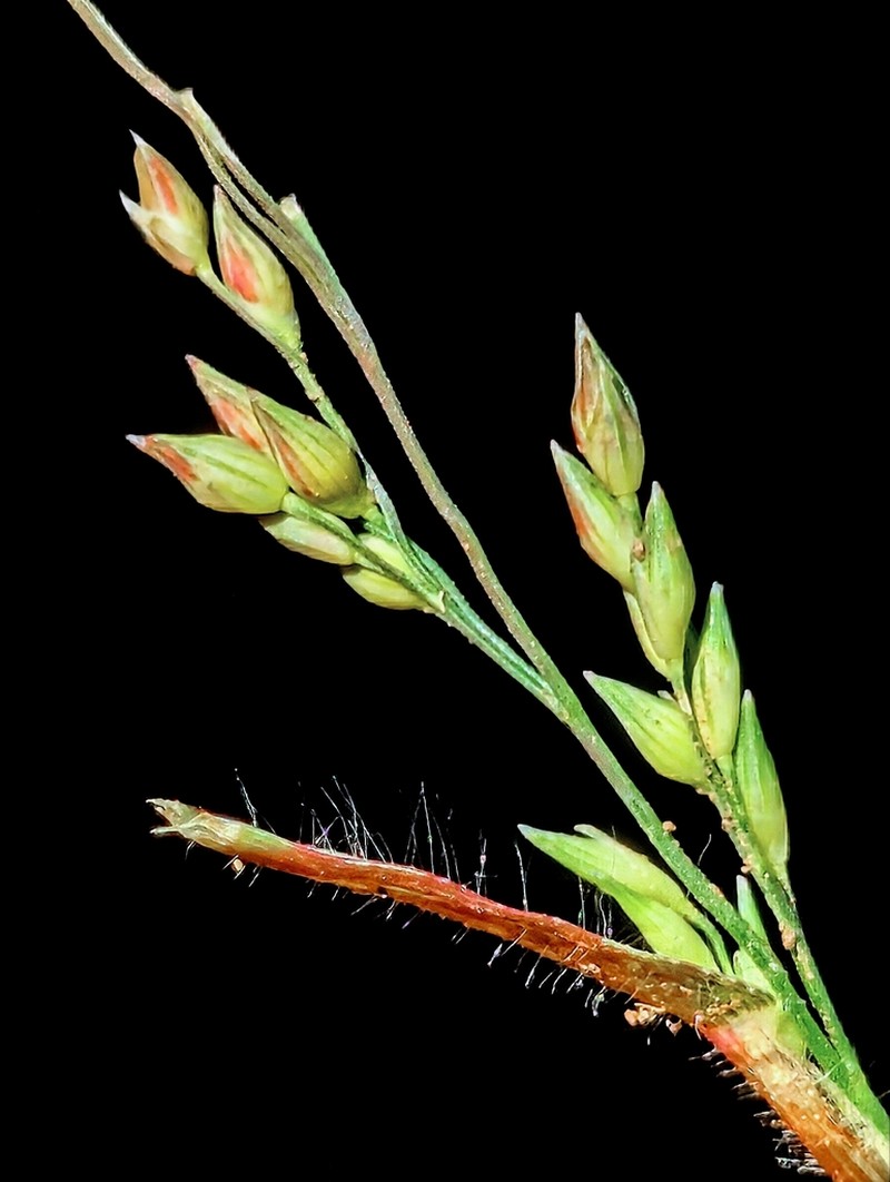 Panicum pampinosum photo 3