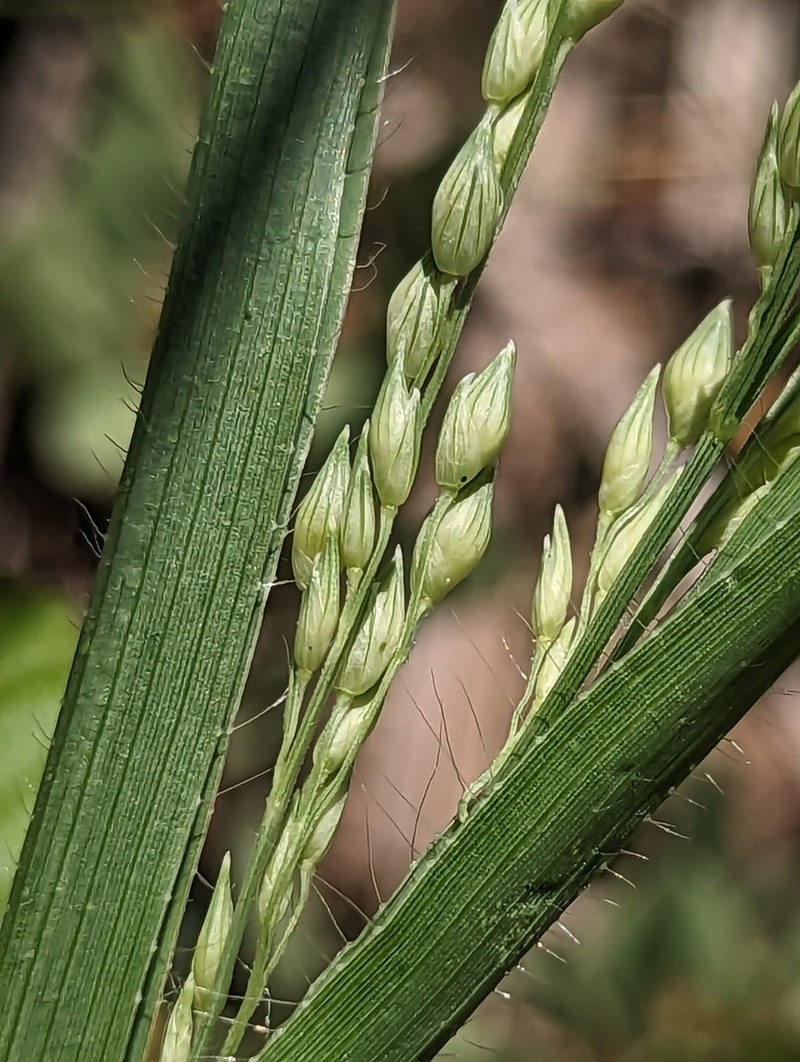 Panicum pampinosum photo 4