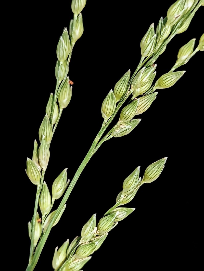 Panicum pampinosum photo 5