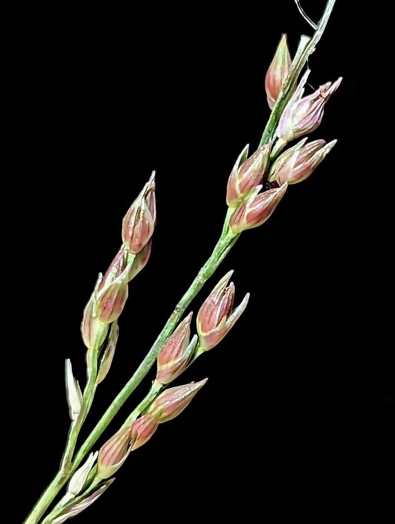 Panicum pampinosum photo 6