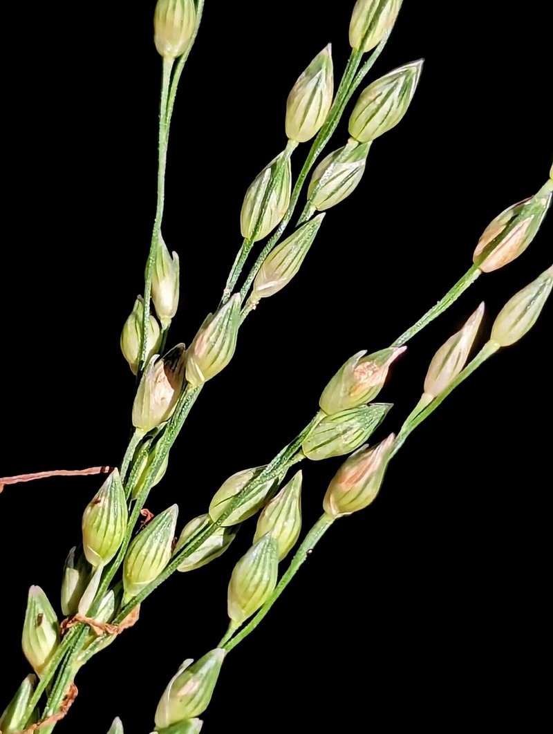 Panicum pampinosum photo 7