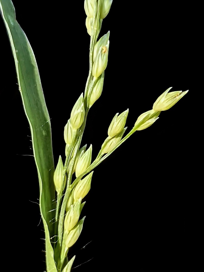 Panicum pampinosum photo 8