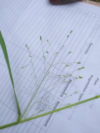 Panicum pansum