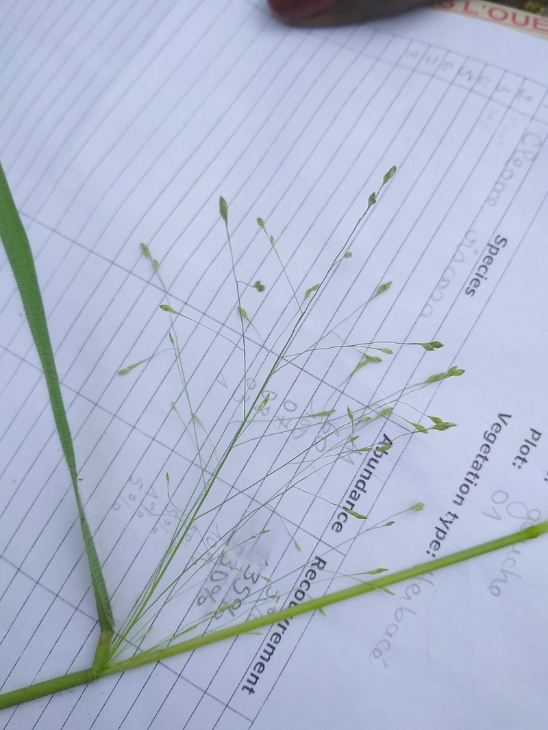 Panicum pansum
