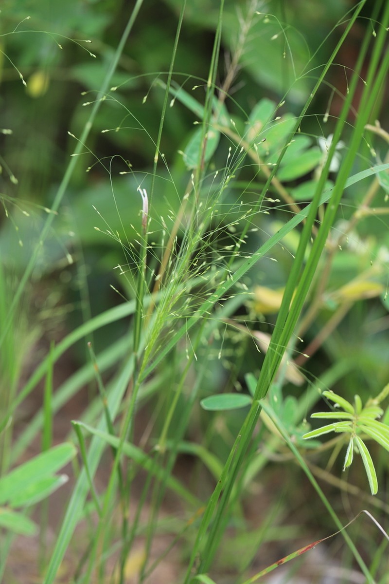 Panicum pansum photo 2