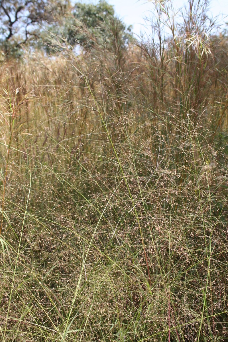 Panicum pansum photo 3