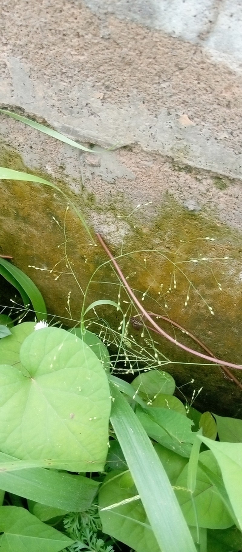 Panicum pansum photo 4