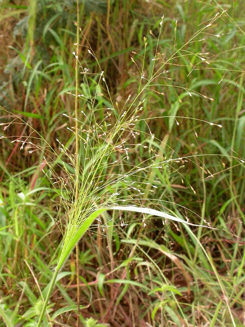 Panicum pansum photo 5