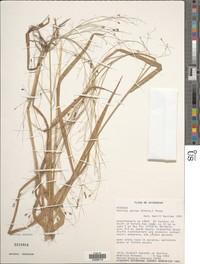 Panicum parcum