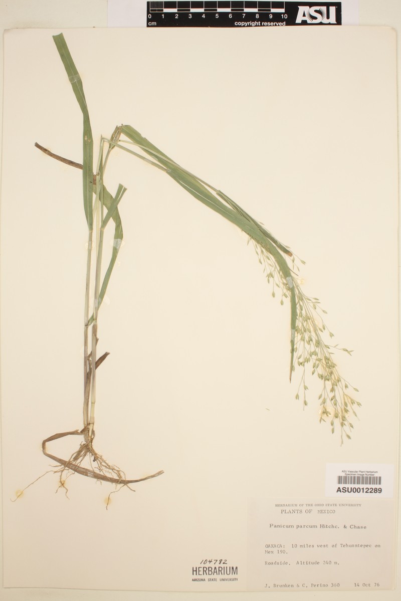 Panicum parcum photo 2
