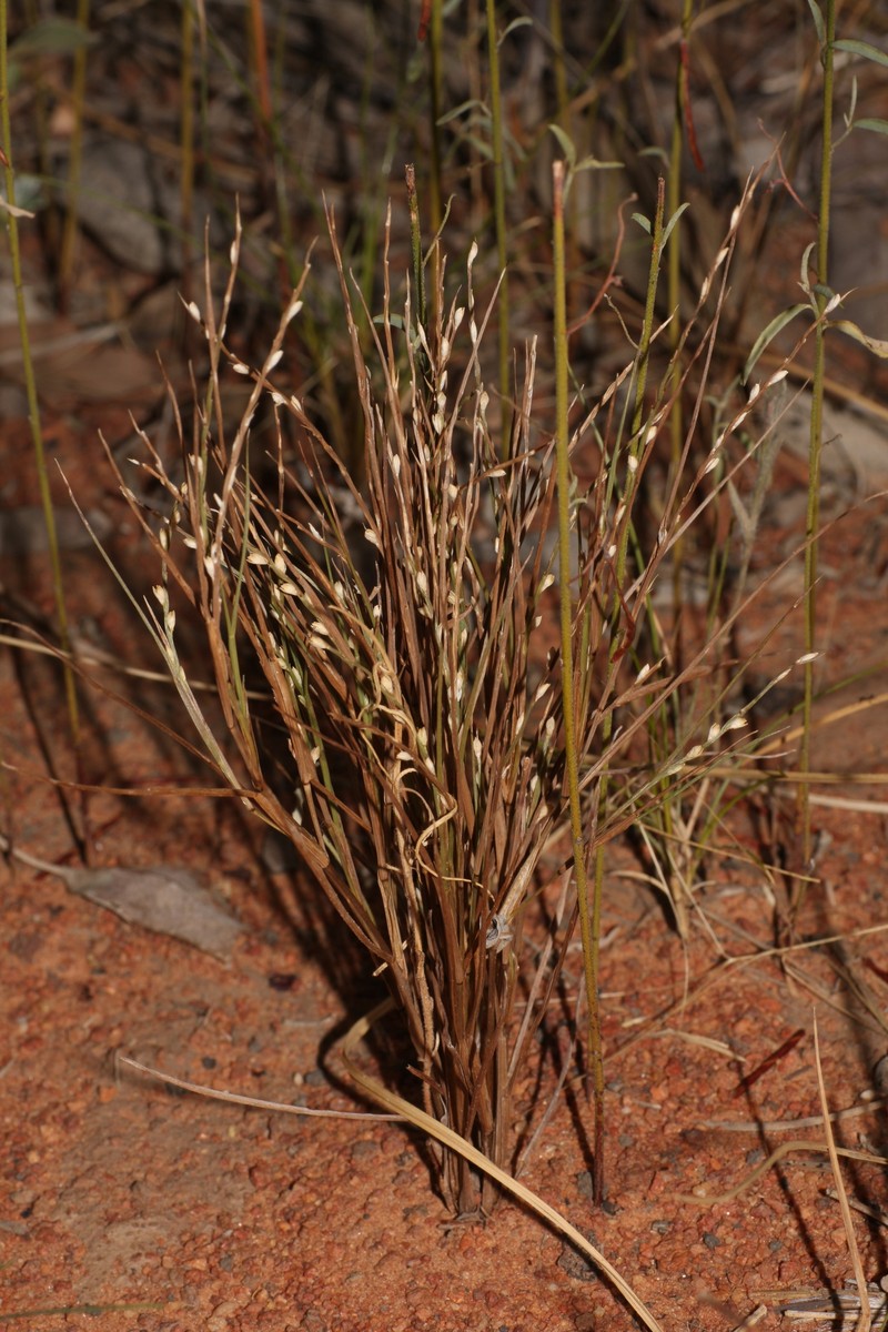 Panicum pauciflorum photo 2