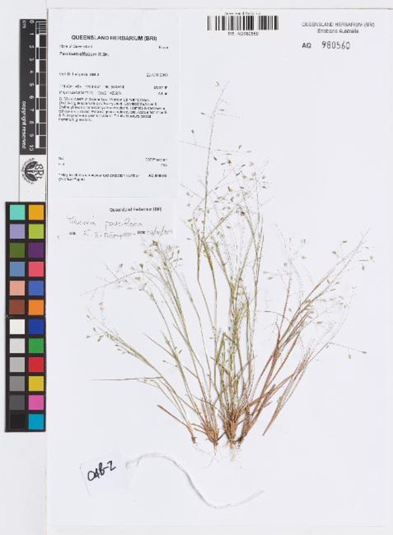 Panicum pauciflorum photo 3
