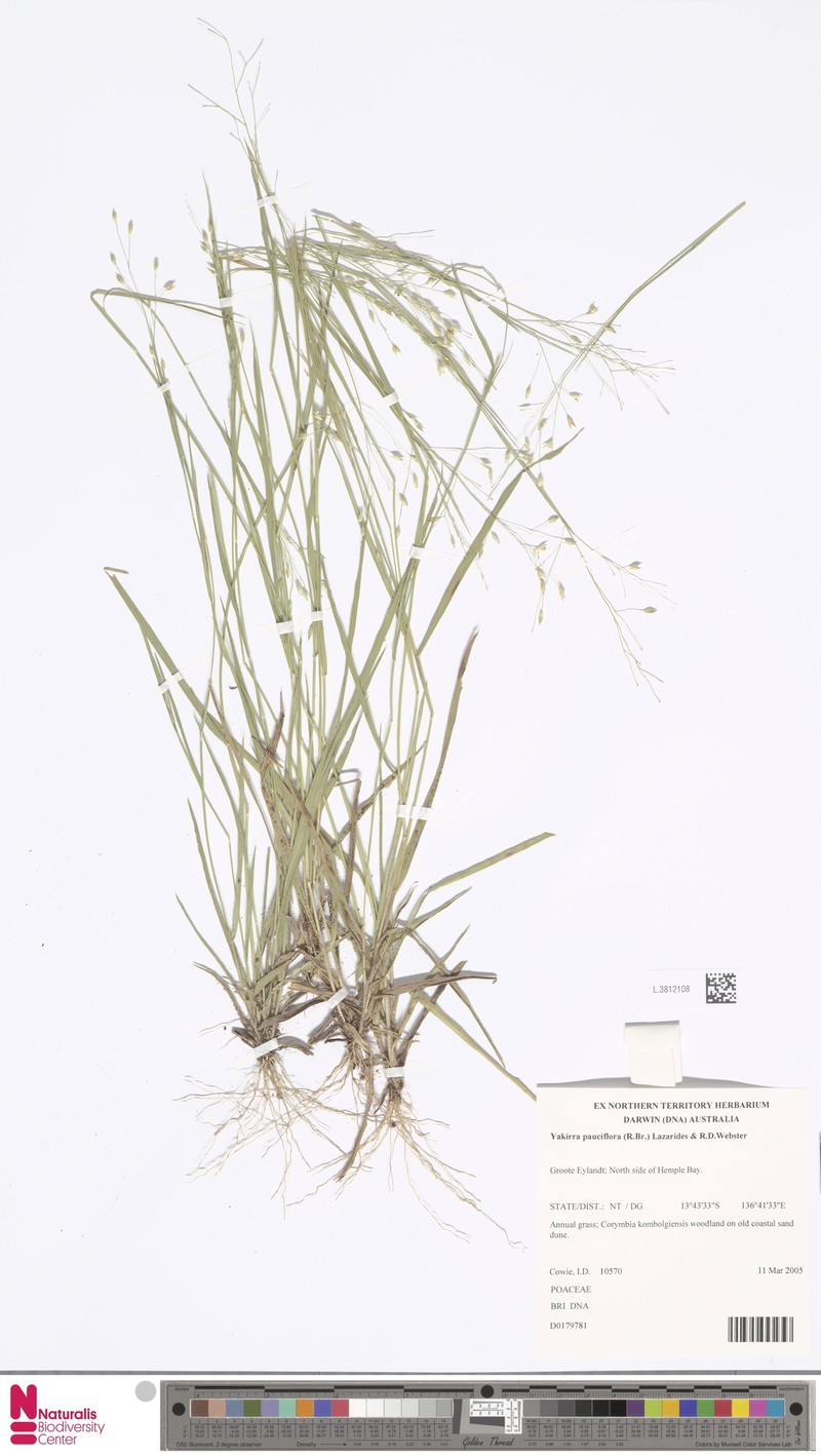 Panicum pauciflorum photo 4