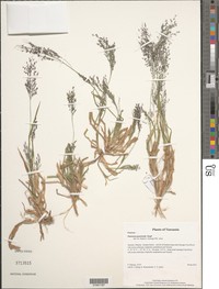 Panicum paucinode