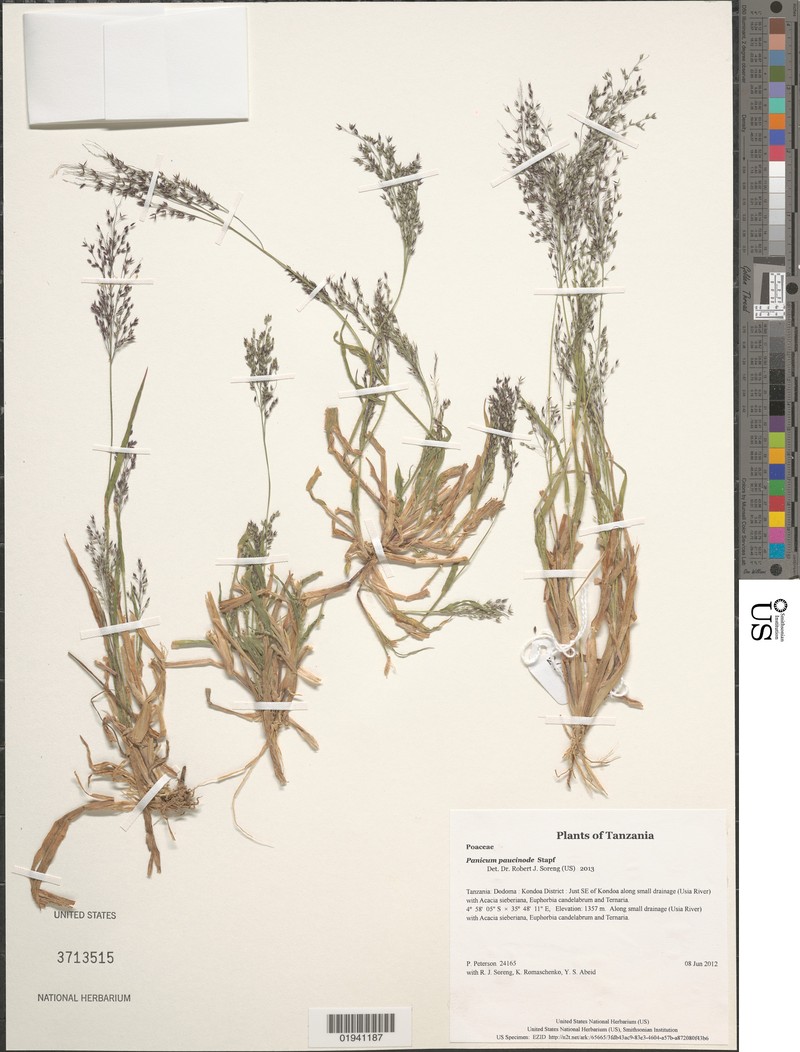 Panicum paucinode