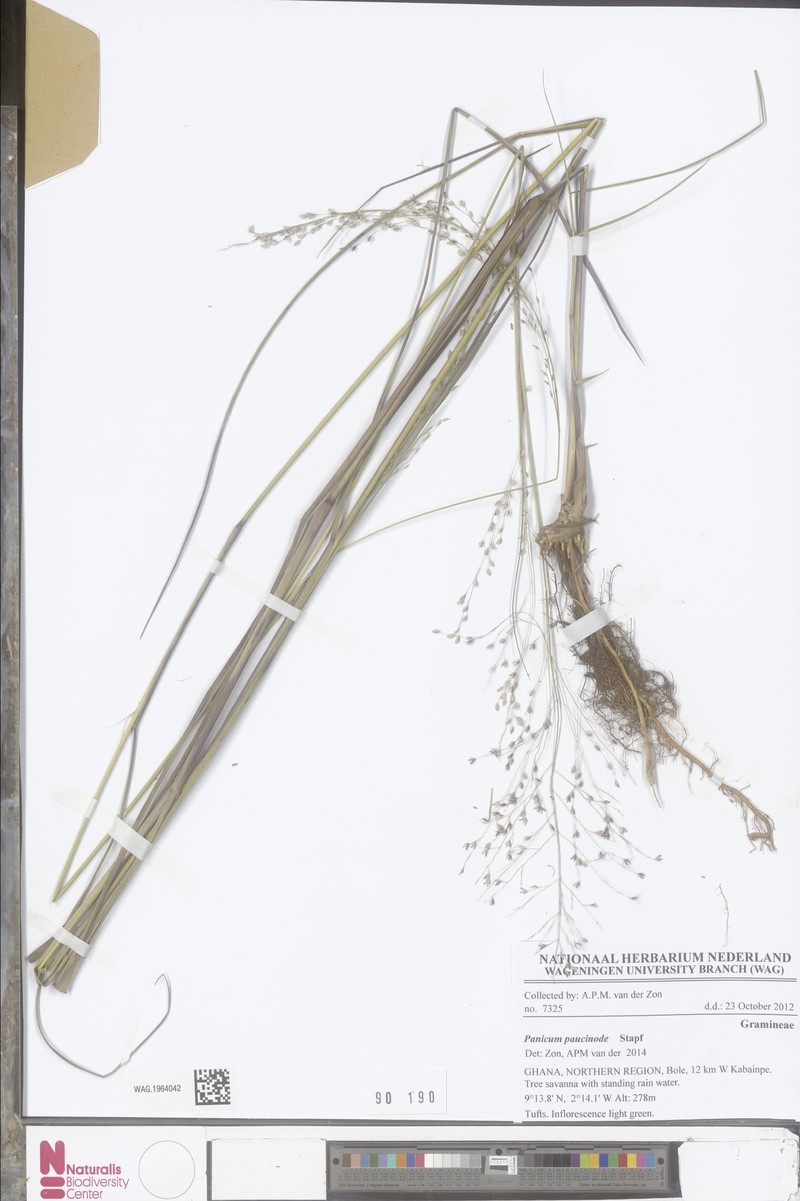 Panicum paucinode photo 2