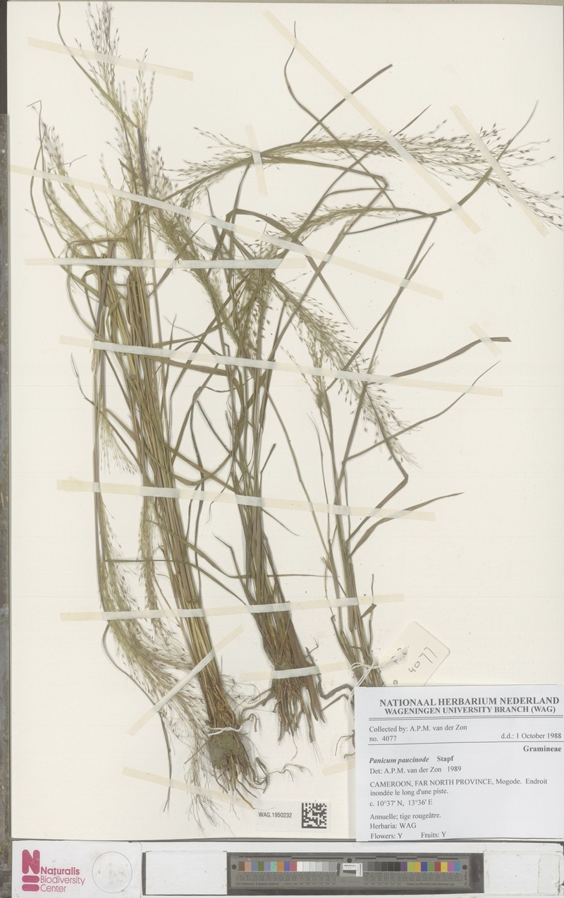 Panicum paucinode photo 3