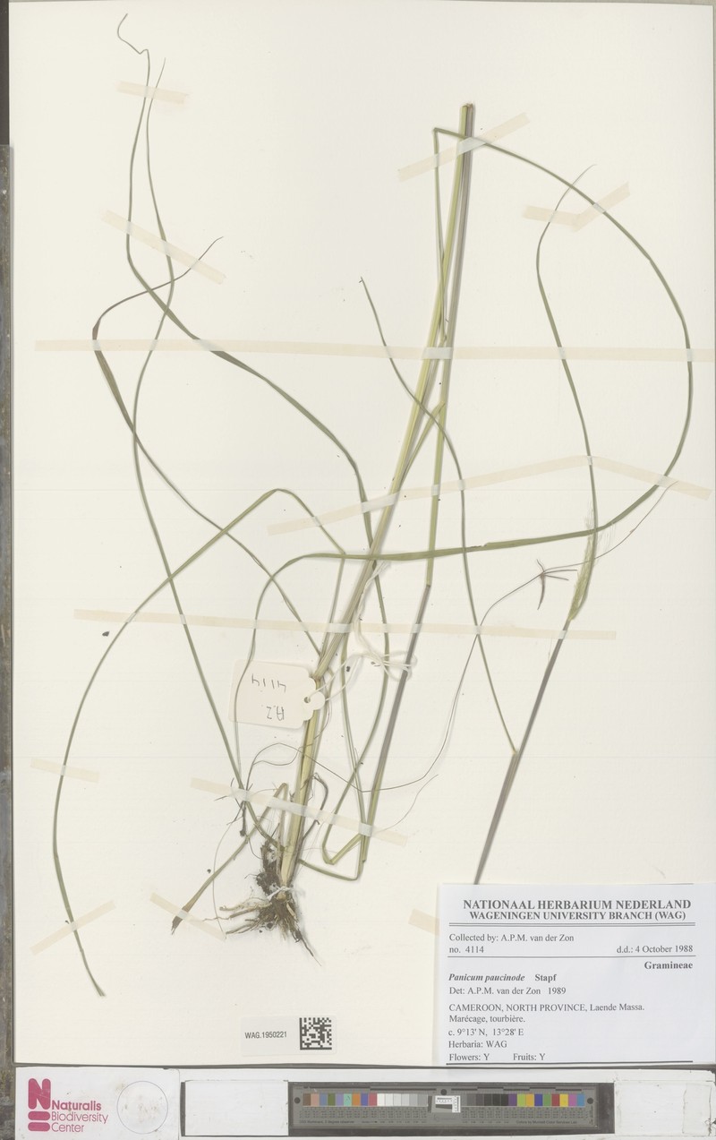 Panicum paucinode photo 4