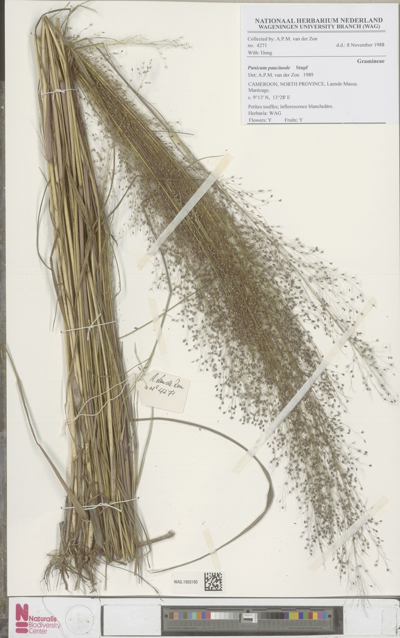 Panicum paucinode photo 5