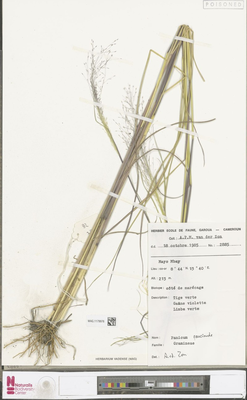 Panicum paucinode photo 6