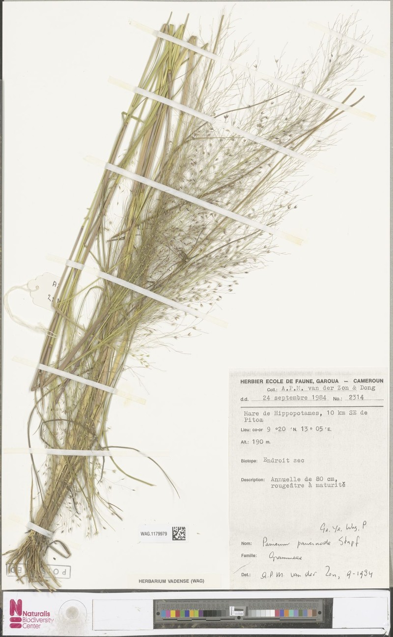 Panicum paucinode photo 8
