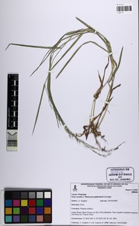 Panicum pedersenii
