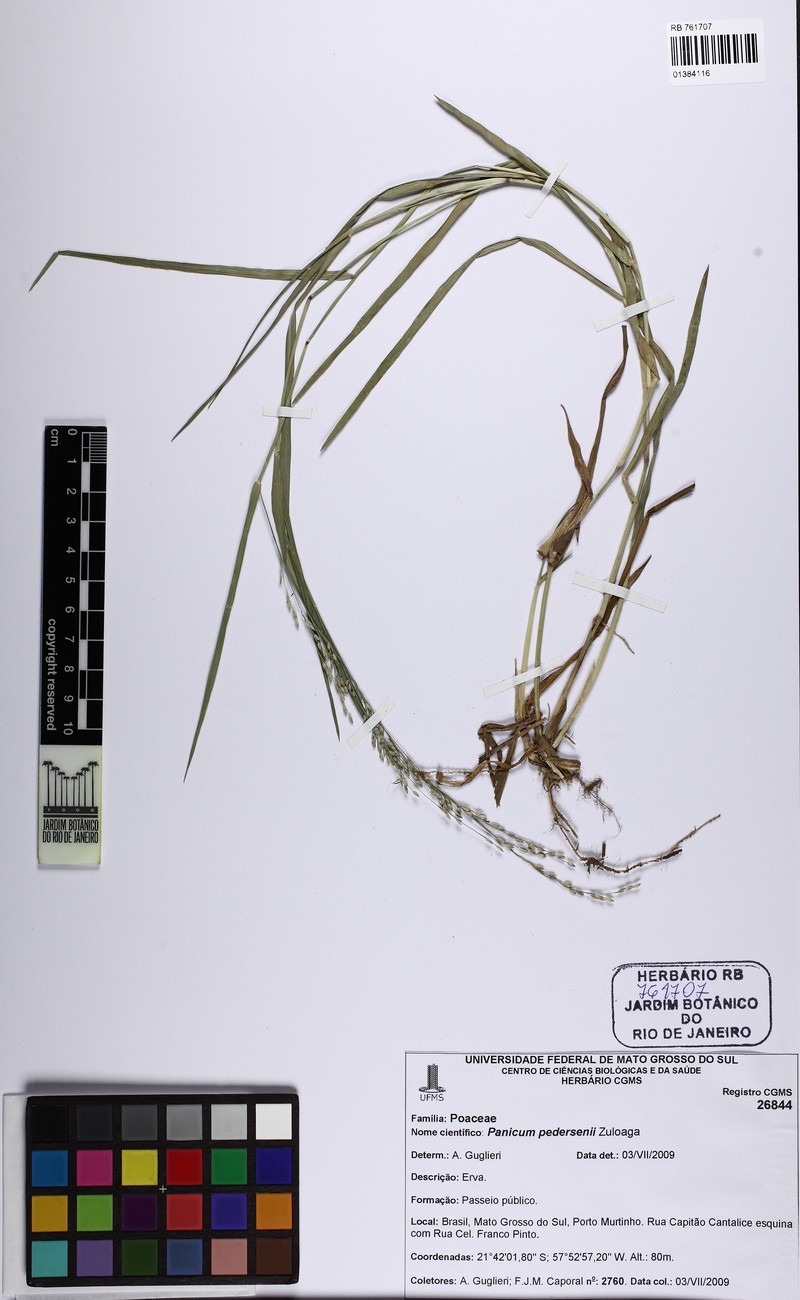 Panicum pedersenii